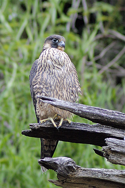A juvenile peregrine falcon perches at Snoqualmie Falls. A family of peregrines has made a home and hatched chicks at the falls for the past five years. Soon