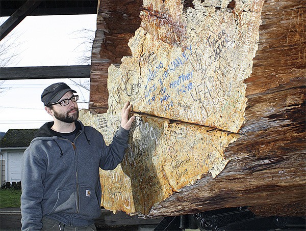 Caretaker Caycee Furulie inspects the much-marked surface of Snoqualmie's Centennial Log in Railroad Park. Furulie is working to fence in the crumbling giant