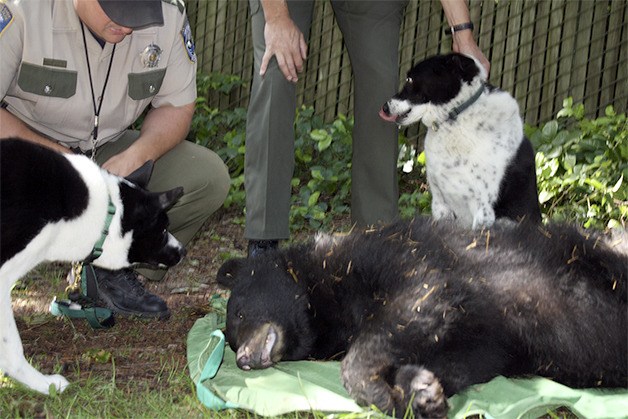 Karelian bear dogs and their handlers inspect a trapped