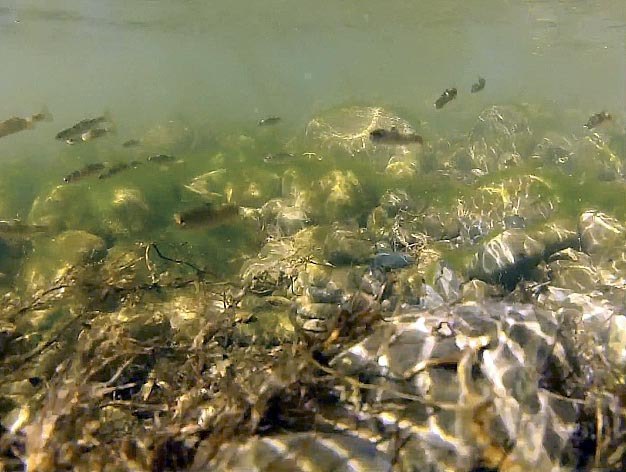 This King County video still shows baby salmon swimming in the Tolt River