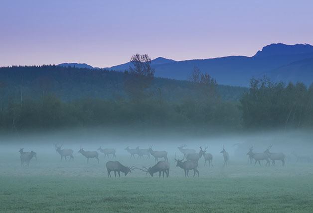 Elk joust at dawn at Meadowbrook Farm. Photo by Jim Reitz. Tour the farm this weekend with host and historian Dave Battey