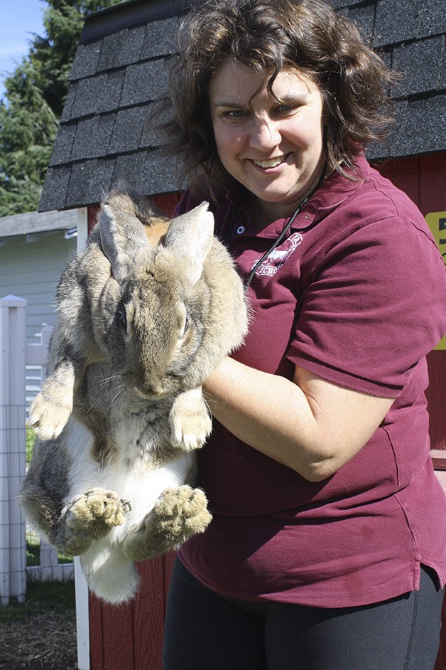 Hazel the Flemish Giant is more than a handful for Rooster Valley Farm School owner Patricia Benson