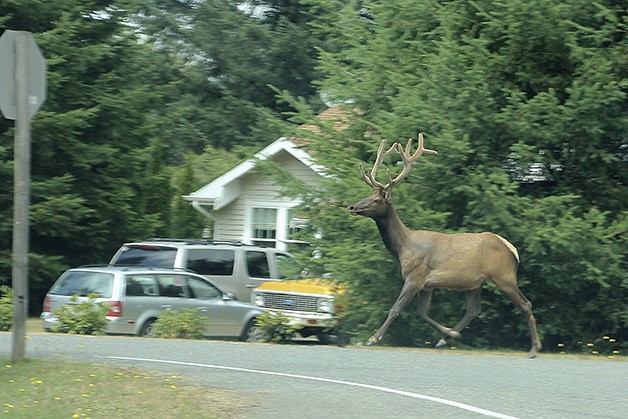 Quick shot at North Bend elk crossing | Reader photo