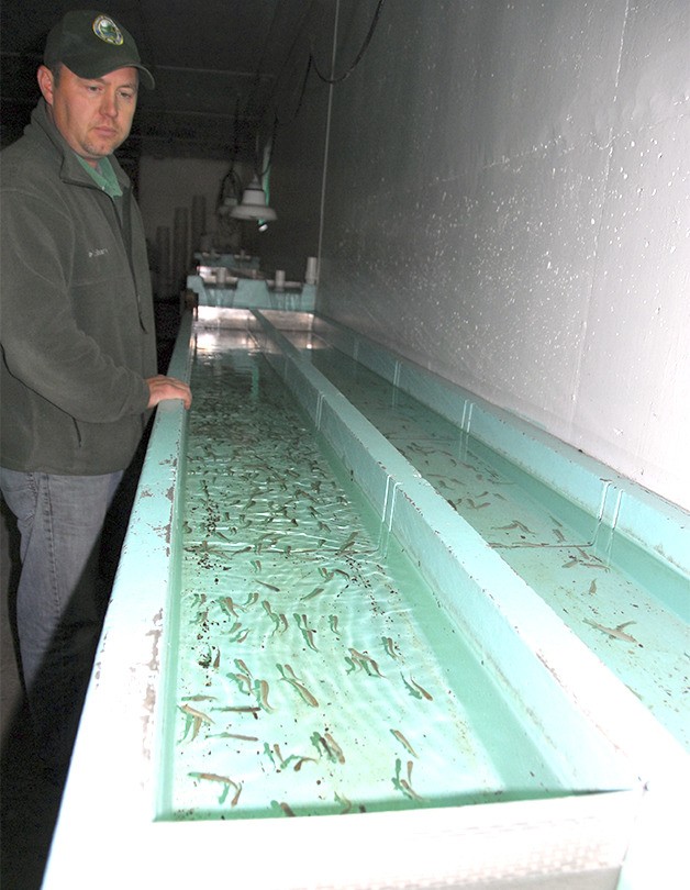 Tokul Creek Hatchery Manager Darin Combs examines fish fry in this file photo. Thousands of fry were released by vandals last Tuesday