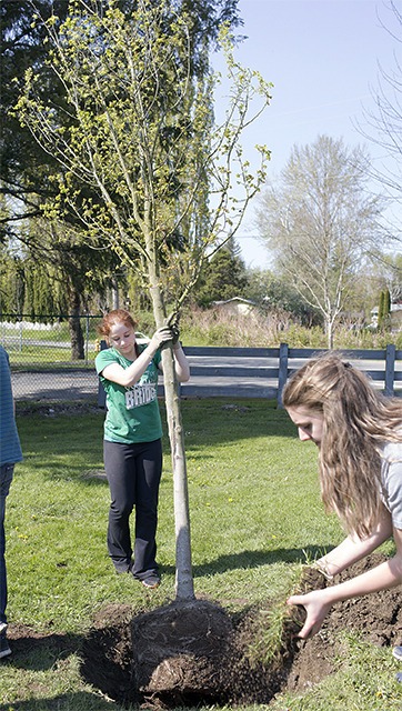 Roughly 150 members of the Mount Si High School National Honors Society planted trees and spread mulch at Centennial Fields to complete their community service hours on Friday