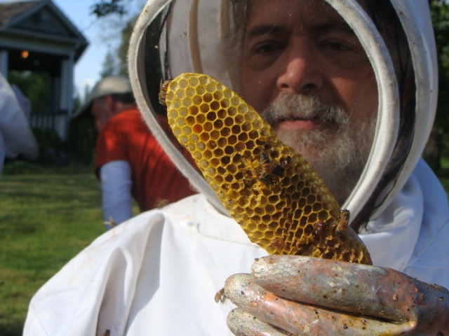 Beekeeper Jerri Johnson inspects the comb of a wild beehive in Carnation. Johnson and fellow Snoqualmie Valley Beekeepers removed the hive from the Carnation property