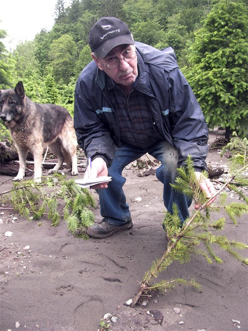 Owner Bill Kassian inspects a flood-swamped fir sapling on his Mountain Creek Tree Farm at Ernie's Grove. A wall of water swept over the Christmas tree farm early Wednesday