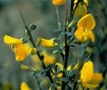 Wood River, River Ridge residents to battle Scotch Broom this Saturday