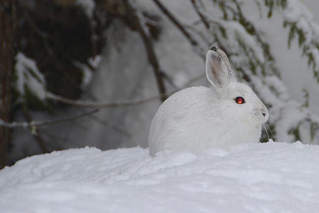 A snow-colored hare posed for photographer Alan Hendrickson