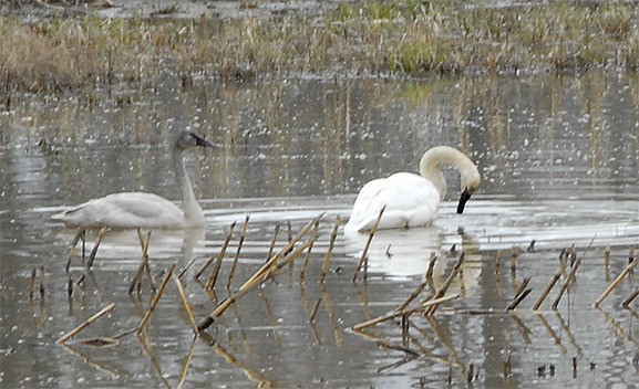 A pair of Trumpeter Swans