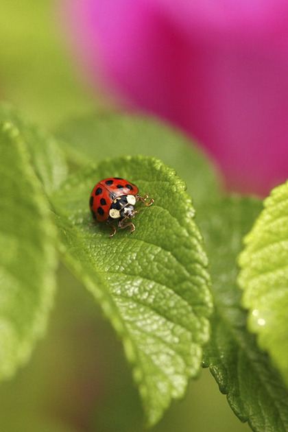 2009 contest entrant BJ Latham of North Bend snapped a ladybug as it made its way own a rose.