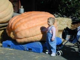 In search of the perfect pumpkin