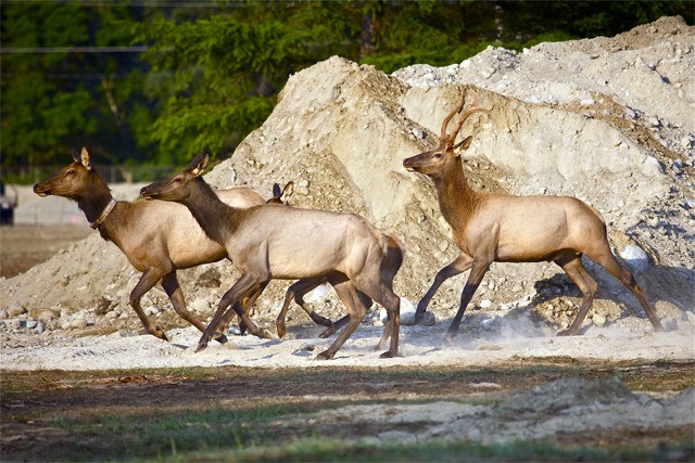 A group of spooked elk run through a construction site in North Bend. New housing developments in elk foraging grounds tend to push elk out of their territory