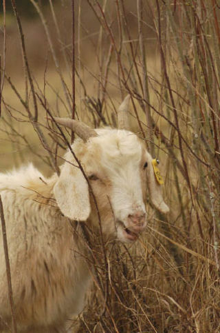 One of Goat Trimmers LLC’s four-footed lawnmowers takes a bite out of shrubs