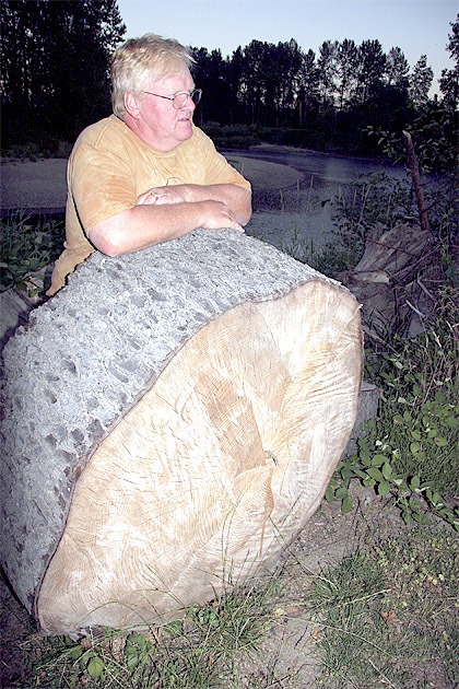 Seth Truscott / Snoqualmie Valley Record Farmer Ric Rensom stands by a chunk of the 100-year-old tree that washed onto his property near Carnation. Concerned about the increasing encroachment of flooding on his property