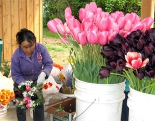 A flower vendor assembles a bouquet of spring flowers at the Carnation Farmers Market.