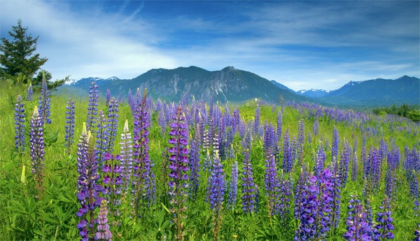 Jim Reitz of North Bend took first place for his photo of mountain lupines blooming in front of Mount Si and the Cascade foothills. He snapped the photo last June from a vantage point near the TPC Snoqualmie Ridge course.