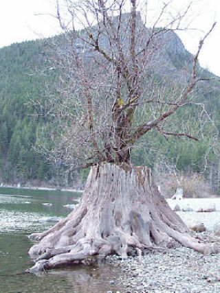 Aspiring North Bend photographer Terry Shields snapped this shot of a young tree atop a huge stump on Rattlesake Lake this past winter.  “The tree growing out of the stump represents new life after years of past harvesting