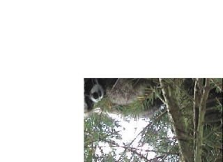 North Bend resident Kari Kokenge snapped this shot of a furry fellow up a tree on Wednesday