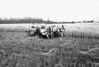 A driver with a three-horse team harvests grain at Meadowbrook Farm in this undated photo. Meadowbrook’s 1