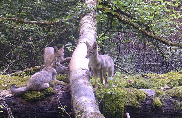 Wild shots: Coyotes, bears and elk on camera in North Bend’s Uplands