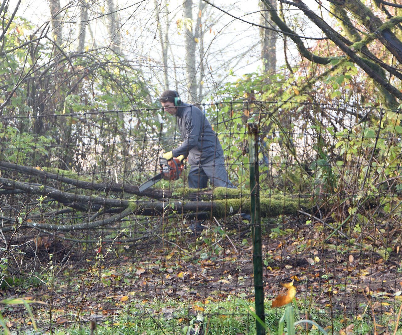 A searcher uses a chainsaw to clear brush from an area near Duvall, where King County detectives searched Thursday morning for remains of a victim of the Green River Killer. The Duvall location was one of the sites convicted Green River Killer Gary Ridgway said he might have used to dispose of his victims’ bodies. Nothing was found during the search.                                Carol Ladwig/Staff Photo