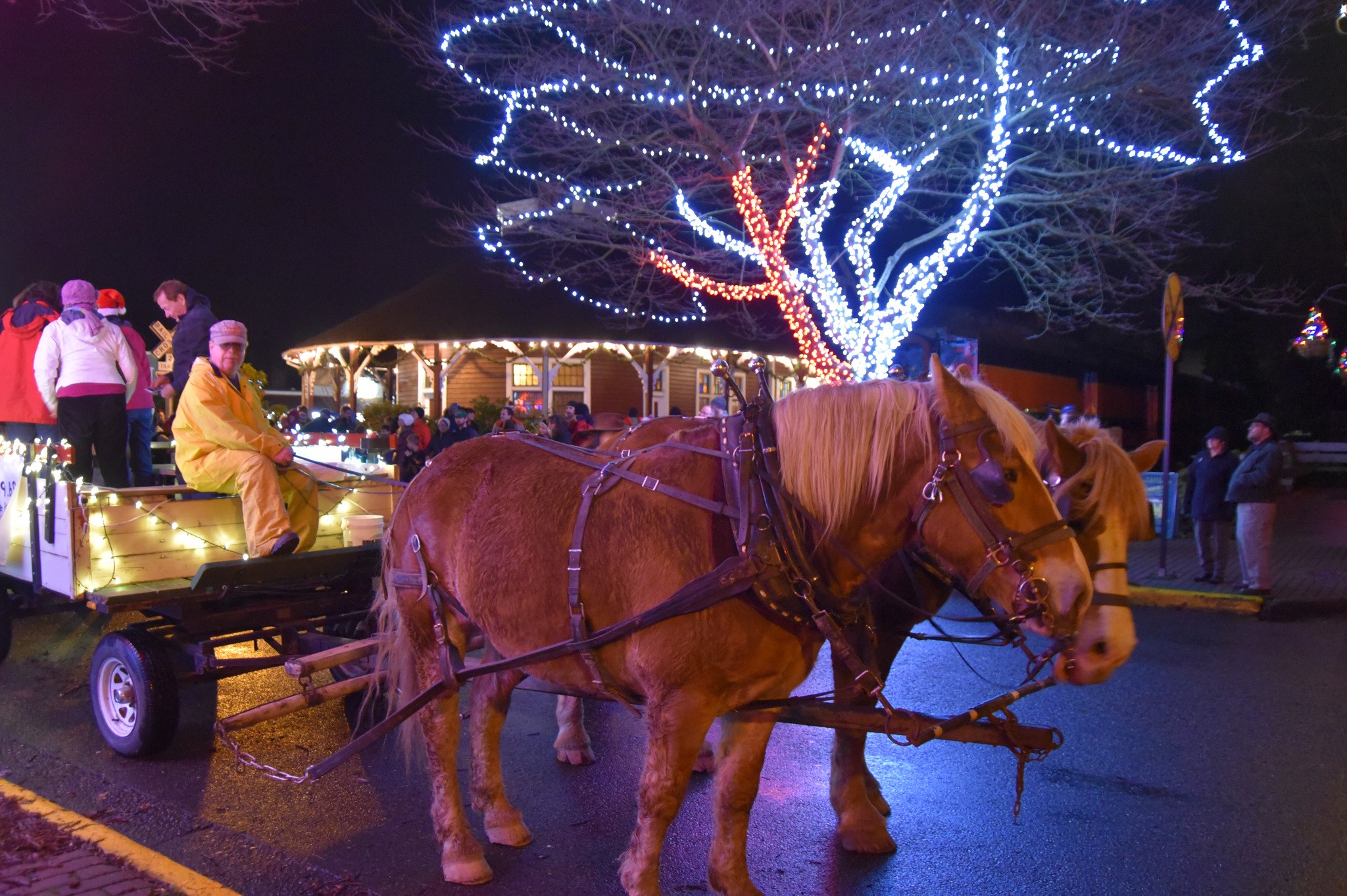 Horse-drawn wagon rides were a popular attraction at the Snoqualmie tree-lighting event Nov. 26.