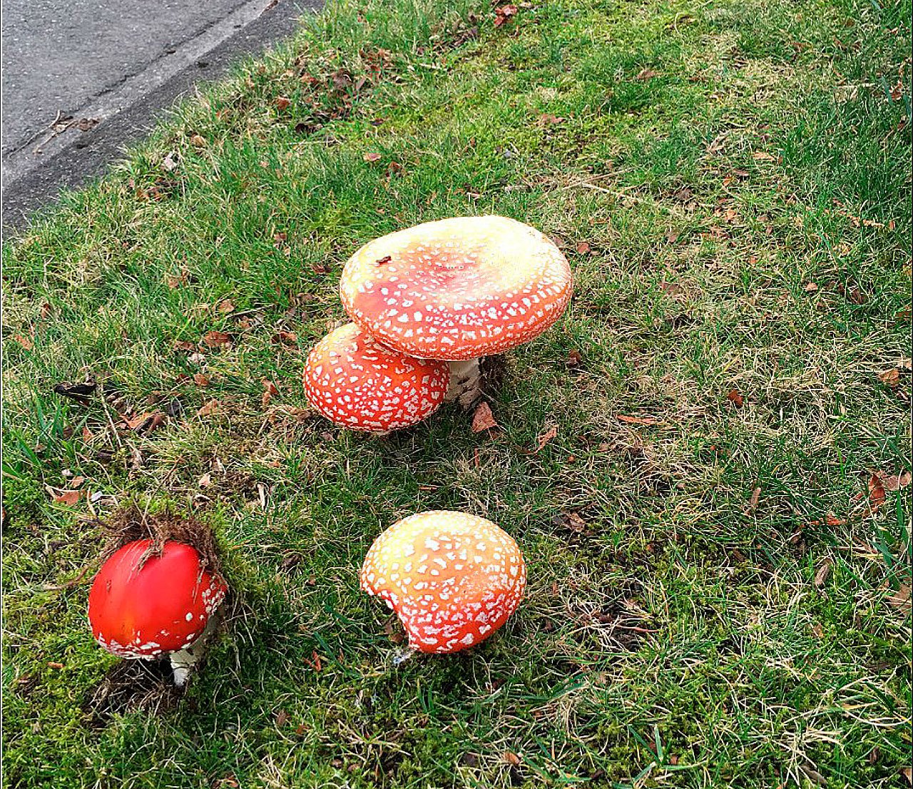 Found on Fairway Avenue S.E. and Douglas Avenue S.E., Amanita Muscaria are poisonous mushrooms that can cause symptoms from nausea and discomfort to liver or kidney damage. (Courtesy Photo)