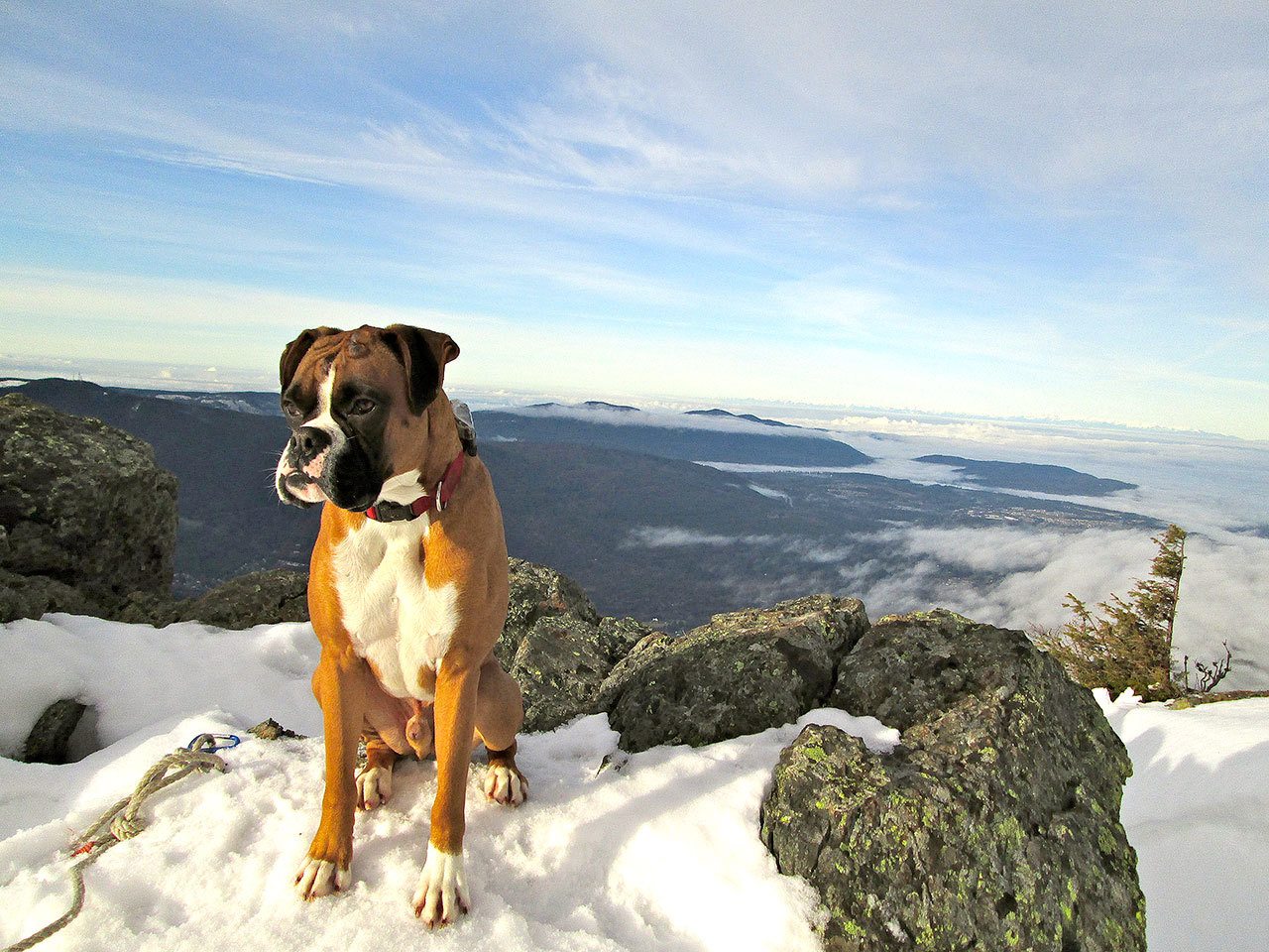 Courtesy Photo                                Yogi, a 6-year-old Boxer belonging to Cindy and Mike Gaudio of North Bend, was found four cold and stormy days after he got separated from his family on a hike to Mailbox Peak Dec. 30. He was found, tired and hungry, at the North Bend Fire Training Academy Jan. 2 and reunited with his family the same day.