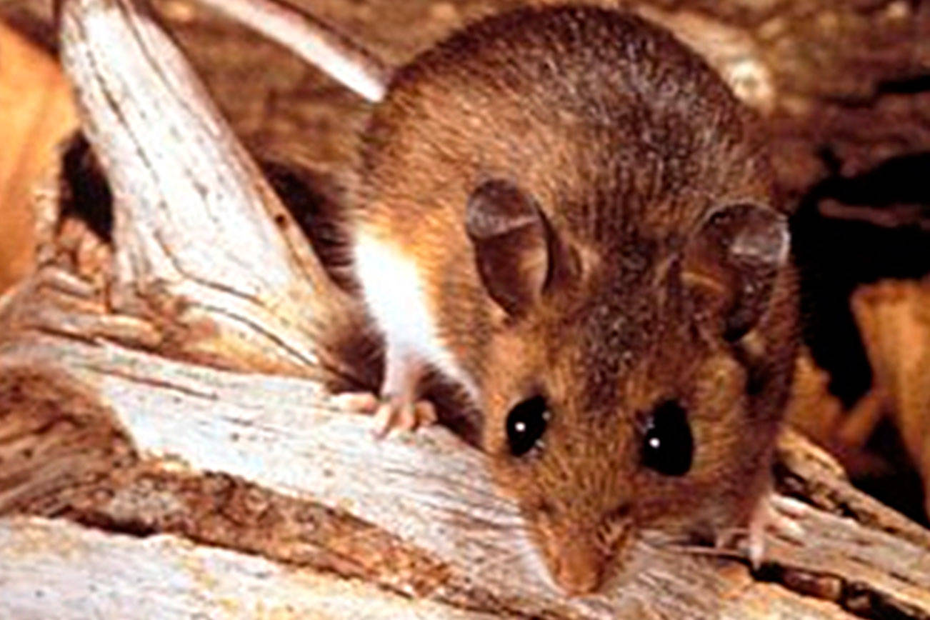 Second Issaquah resident confirmed ill with hantavirus | King County warns Issaquah may be ‘mini hot spot’ for disease