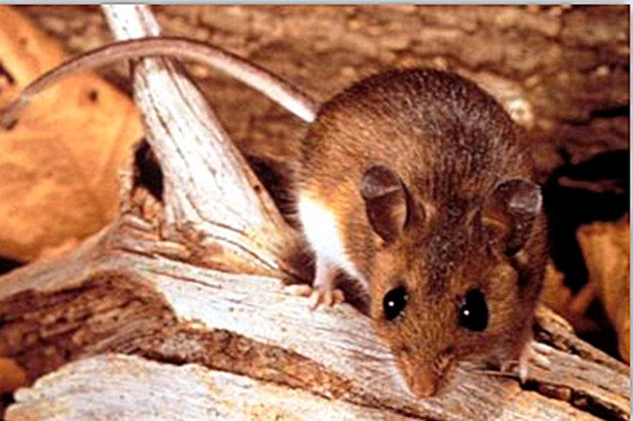 Photo courtesy of Public Health - Seattle and King County                                The deer mouse is the primary carrier of hantavirus in Washington state.