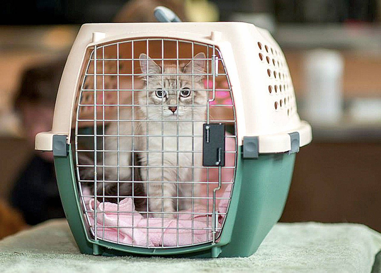A rescued kitten comes in for her first shots at a previous vaccination clinic, like the one coming up Sunday, May 7, hosted by Valley Animal Partners, for Valley residents who want to vaccinate their pets but can’t otherwise afford to.                                 Photos courtesy of Valley Animal Partners
