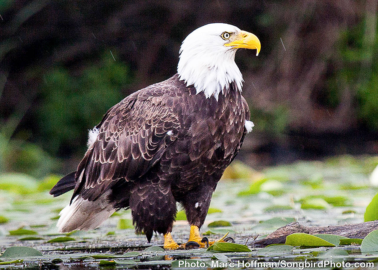 Birding in the Valley offers wonders no matter the time of year