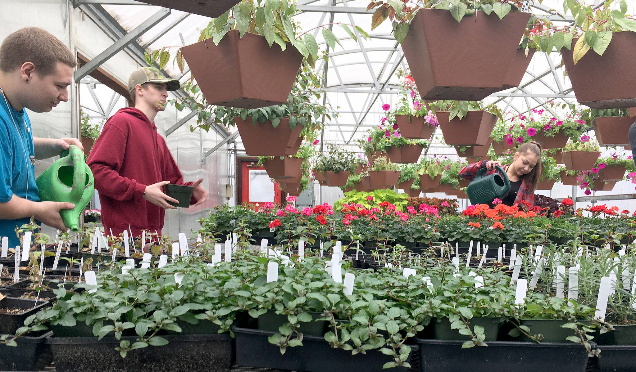Mount Si horticulture students prepare for their annual plant sale, May 11 to 13.                                (Courtesy Photo)