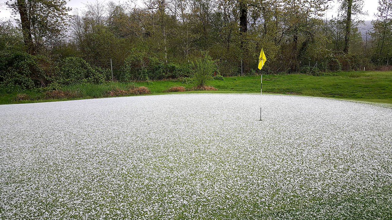 Hail covered the green at Mount Si Golf Course on the girls golf team’s senior night event.                                Courtesy Photo