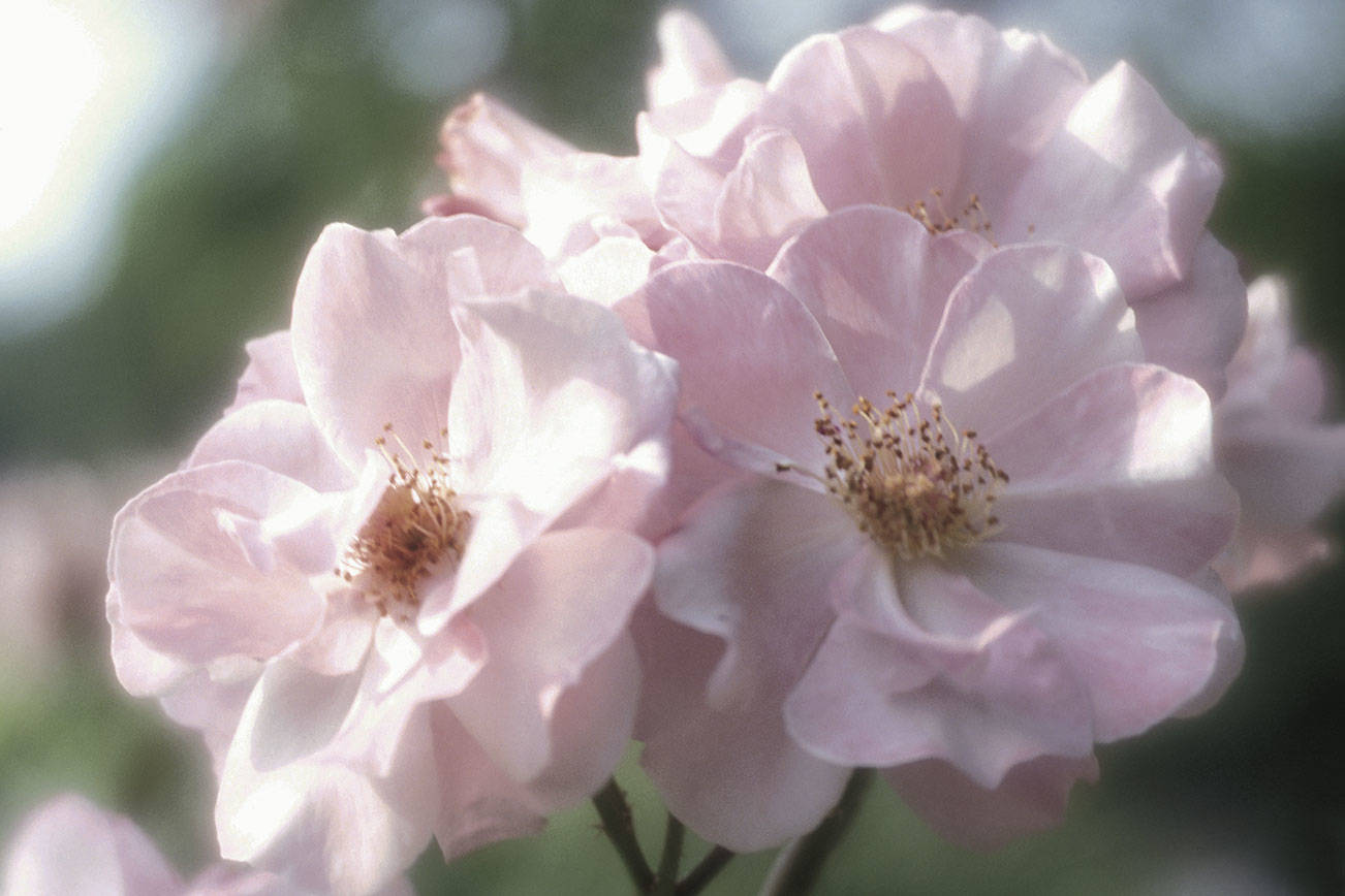 Master gardeners discuss growing roses, controlling pests Saturday at North Bend Library