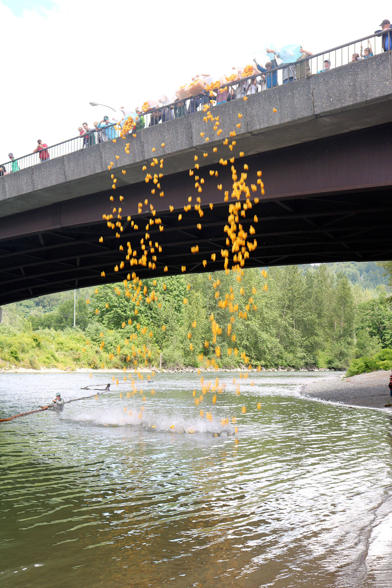 A thousand rubber ducks were dumped into the Snoqualmie River Saturday for the start of the annual Fall City Day Duck Derby.                                (Evan Pappas/Staff Photo)