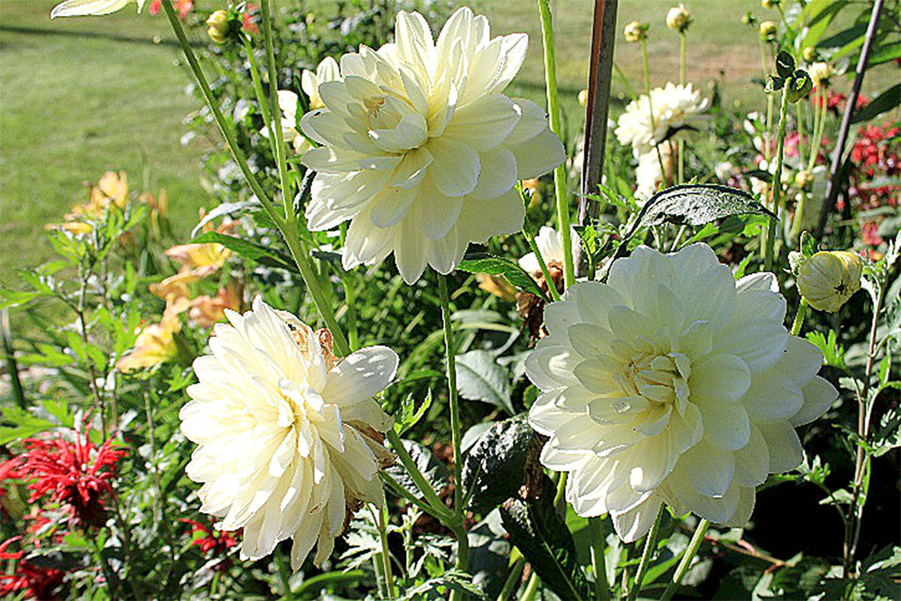 Master Gardeners talk about growing dahlias Saturday at North Bend Library