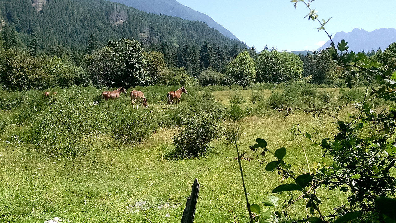 Mules grazing on the Dahlgren Property in North Bend, the site of the proposed 158-unit housing development. (Courtesy Photo)