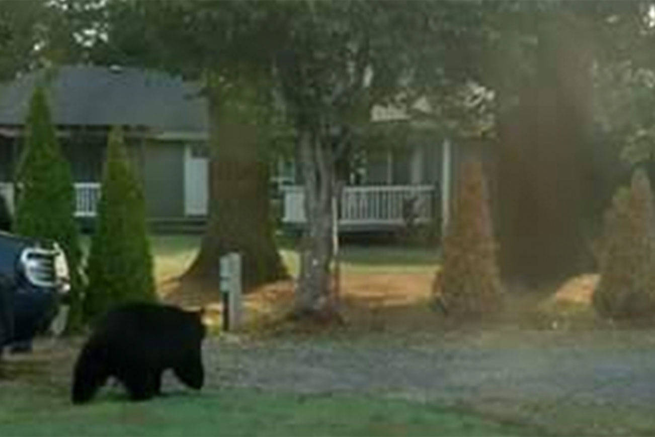 Bear sightings increase; city offers safety information on wildlife interactions