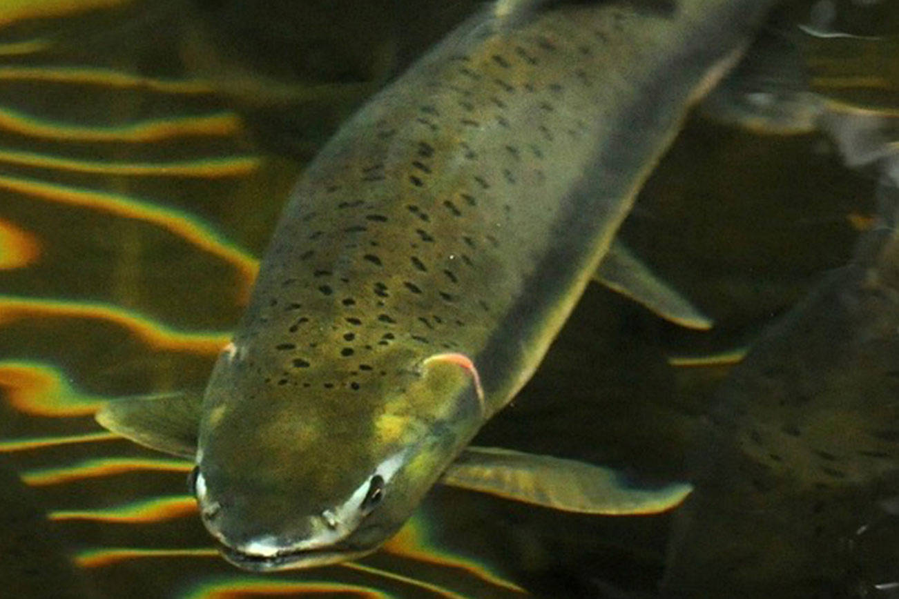 Conservationists oppose fish pens, proposed expansion of fish pen farm