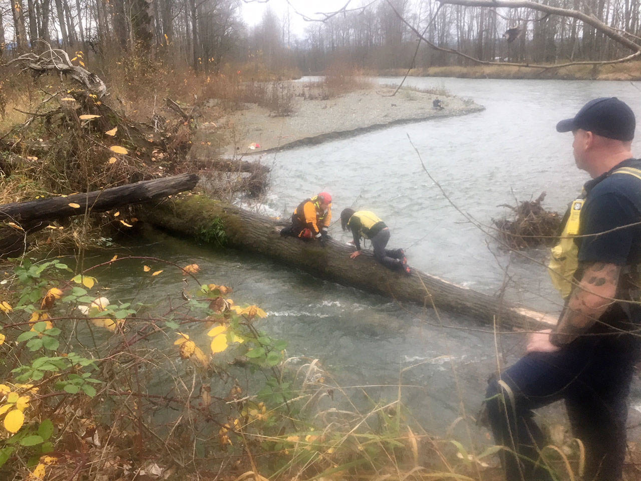 A King County officer goes out on the log to help the woman get back to shore. (Courtesy Photo)