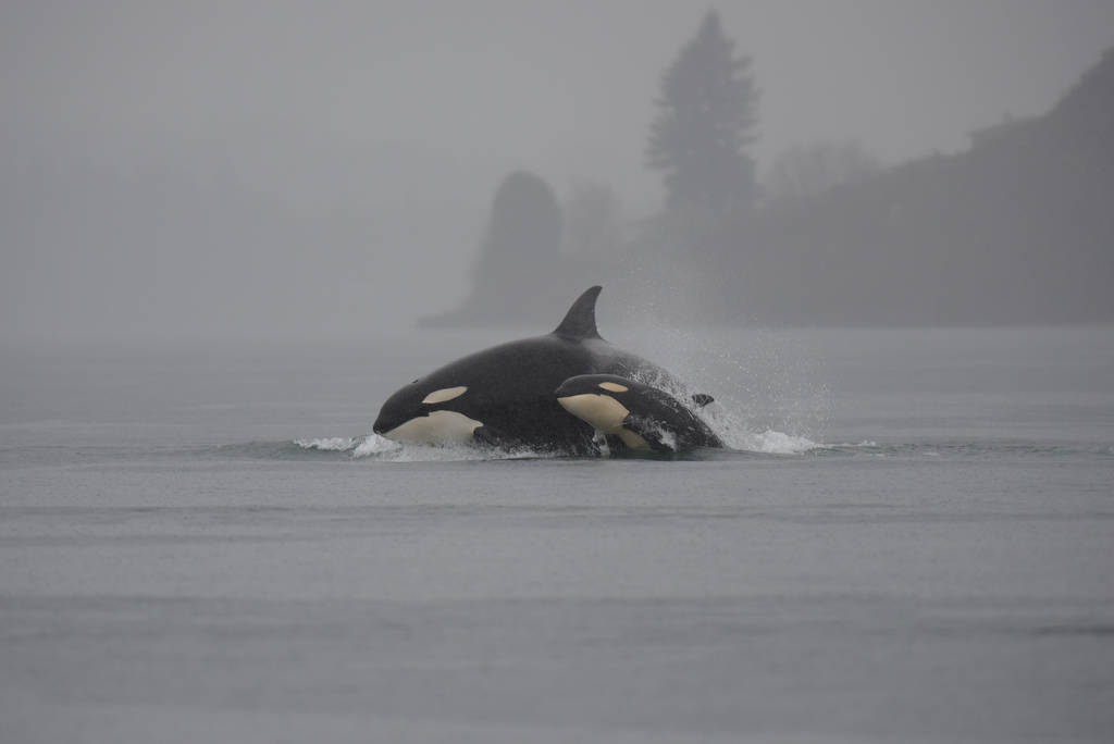 Puget Sound orcas surface near Tacoma. Photo by Mike Charest/Flickr