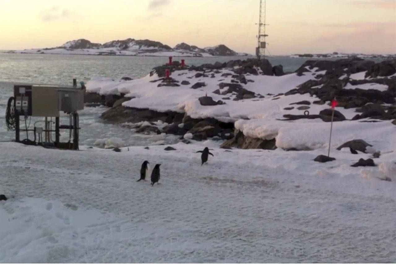 A group of penguins walk across an icy path at the Palmer Station in Antarctica. (Courtesy Photo)