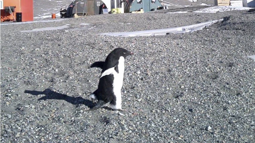 A photo of a penguin used in Hager’s short film. (Courtesy Photo)