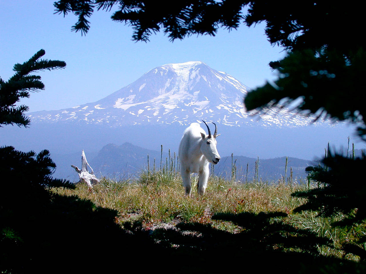 A Washington state mountain goat seen in the Cascade Mountains. Contributed photo/Tom Kogut