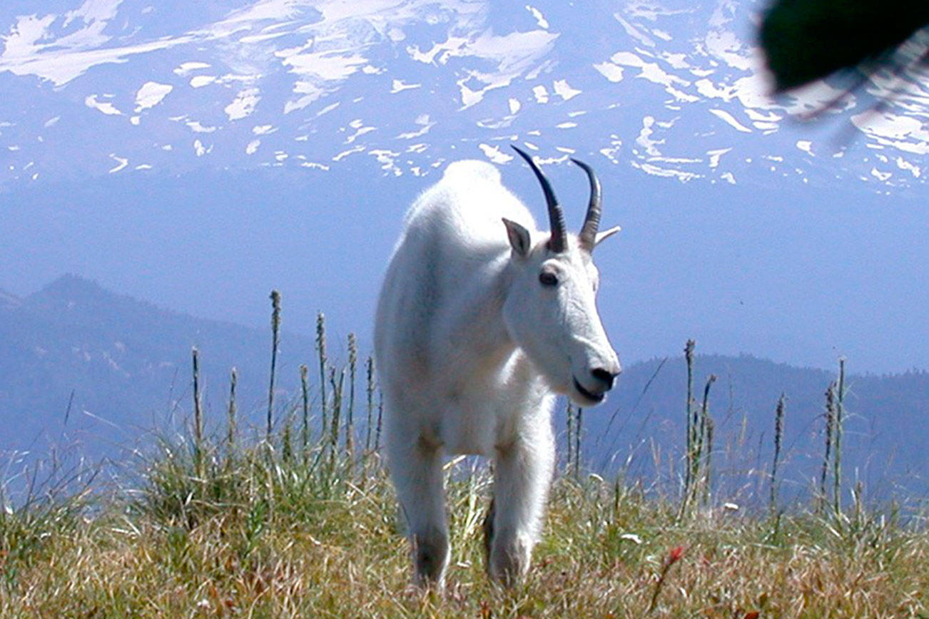Public meeting set for Wednesday in North Bend to discuss Olympic mountain goats