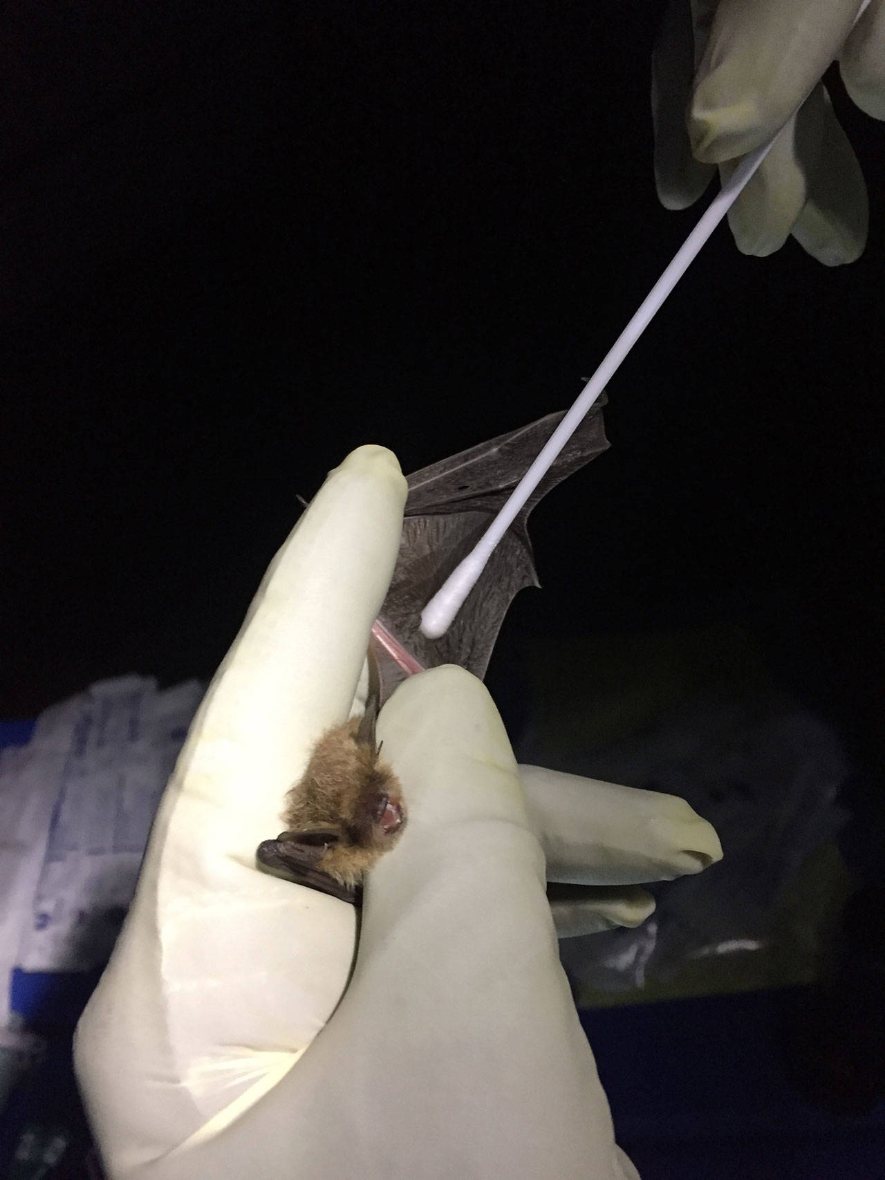 Researcher swabs a bat’s wing to collect a sample to test for the presence of the fungus that causes white-nose syndrome. Photo courtesy of Washington Department of Fish & Wildlife