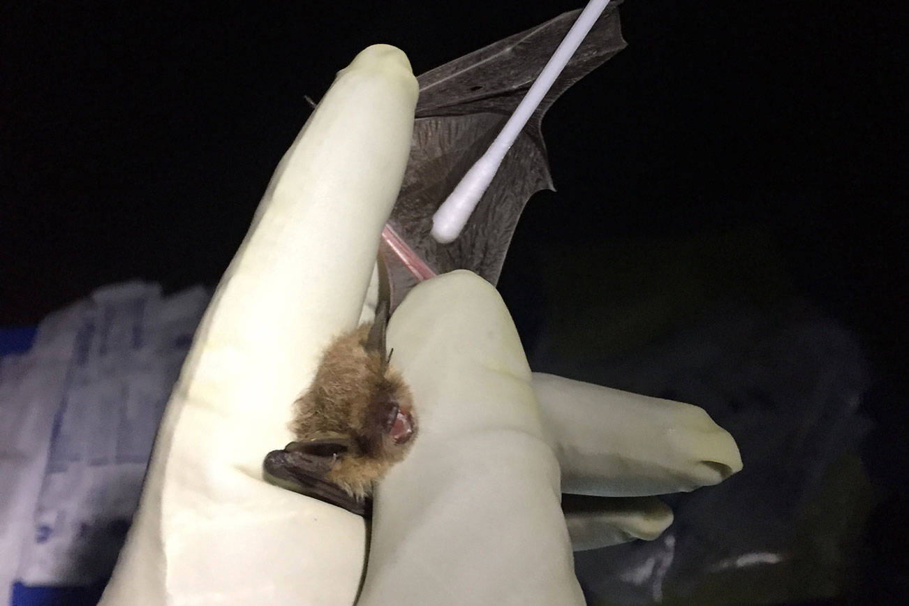 Devastating bat disease spreading from first case discovered in North Bend