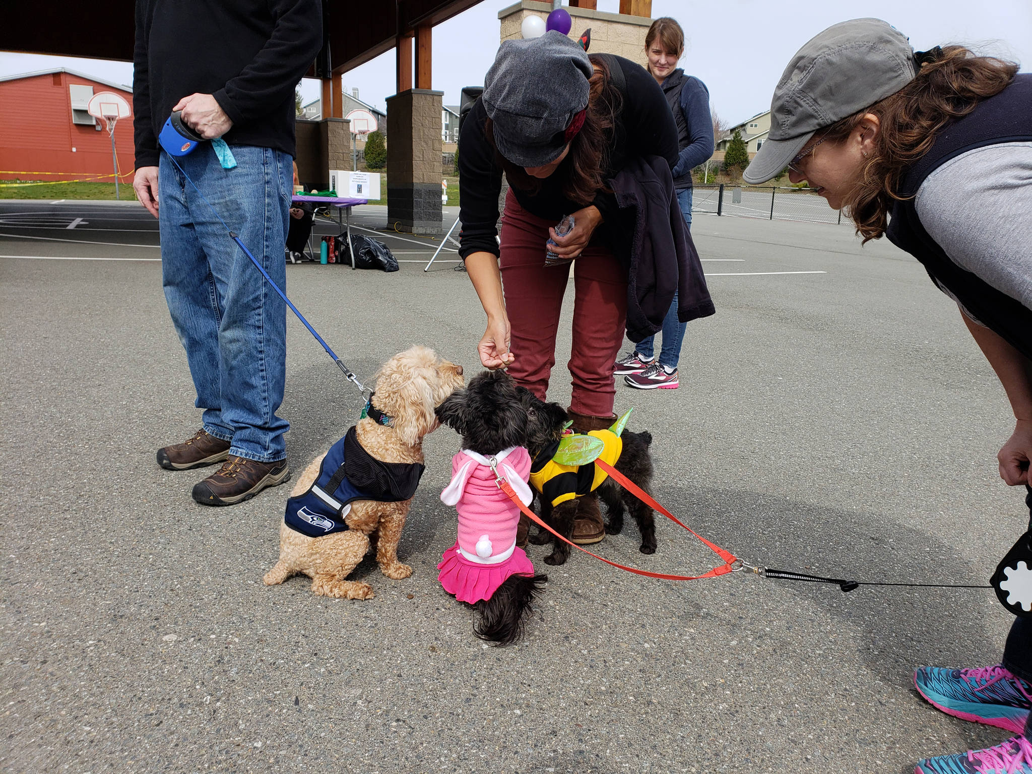 A few dogs are fed treats while organizers prepare the costume contest at Bark for Life. Evan Pappas/Staff Photo
